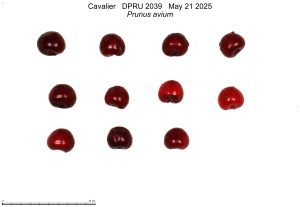 Click for 2 image(s) for this accession. FRUIT